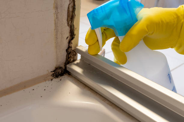 Best Attic Mold Removal  in Milton, NY