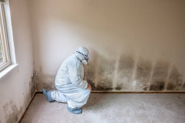 Best Toxic Mold Removal  in Milton, NY