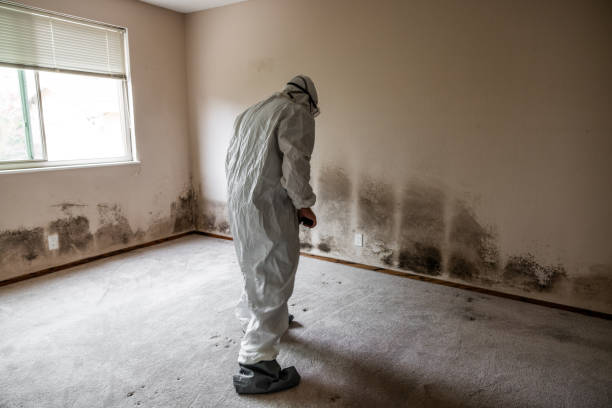 Best Mold Removal and Inspection  in Milton, NY