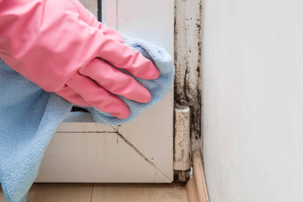 Best Local Mold Removal Service  in Milton, NY