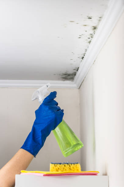 Best Fast Mold Removal  in Milton, NY